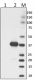 C_Ecoli_RNA_Polymerase_Kit_4RA2_102017