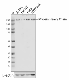 H11_PURE_Myosin_Heavy_Chain_Antibody_1_090921.png
