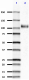 IG6_Biotin_APP573-596_Antibody_2_021819.png