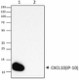 J036G3_PURE_CXCL10_Antibody_2_WB_051316
