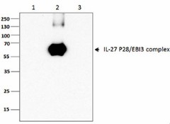J053B5_Purified_EBI3_Antibody_WB_102214