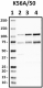 K56A50_HRP_CASK_Antibody_1_120718.png