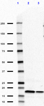 LB509_Pure_alpha-Synuclein-155-121_Antibody_3_070218