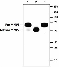 M4405F10_PURE_MMP3_Antibody_WB_082115