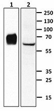 M5203F01_Purified_Angiopoietin2_Antibody_WB_122215