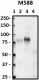 M588_Pure_CD44_Antibody_1_030719