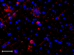 M7004D06_A594_TauPhospho_Antibody_022619_updated.png