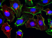MC-813-70_Purified_SSEA-4_Antibody_ICC_040720_updated.png
