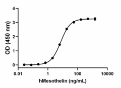 Mesothelin_Human_Recombinant_Protein_BA_111721