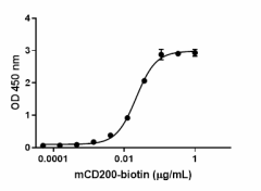 Mouse_CD200-Fc_Chimera_CF_Biotin-RECOM_1_081919.png