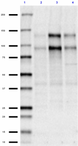 N127slash31_Purified_SAPAP_Antibody_WB_042418