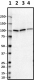 N202-7_HRP_FIG4_SAC3_Antibody_082019