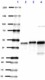 N2777_PURE_Synaptotagmin12_Antibody_HR_1_090517.jpg
