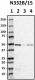 N332B-15_Purified_BAF53b_Antibody_112018
