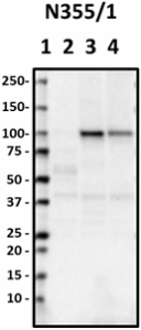 N355slash1_HRP_GluR1_Antibody_1_113018