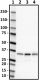 N382-14_HRP_MMF_Antibody_1_081519