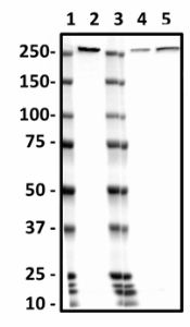 N385-21_HRP_Spectrin-B1_Antibody_070219.png