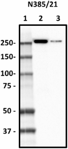 N385-21_Purified_Spectrin-B1_Antibody_1_112018