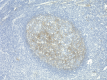 NGFR5_Purified_CD271_p75NTR_Antibody_IHC_070318
