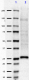 NT1_Purified_Presenilin-1_Antibody_2_072318