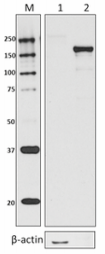 NT73_PURE_E.coliRNAPolymeraseBetaPrime_Antibody_WB_102717_updated