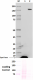NT73_PURE_E.coliRNAPolymeraseBetaPrime_Antibody_WB_2_061418_updated