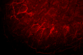 Neurofilament-LMH_Antibody_Sampler_Kit_6_110318