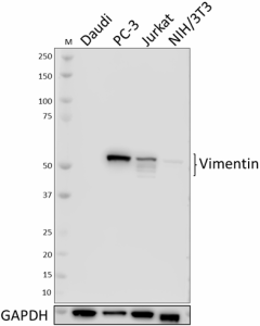a-O91D3_PURE_Vimentin_Antibody_1_113018