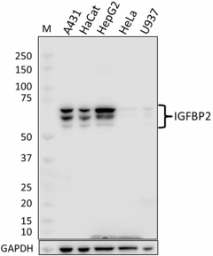 O93C8_PURE_IGF2BP2_Antibody_1_110818