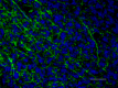 3_P82H9_A488_Myelin_Basic_Protein_Antibody_3_020419.png