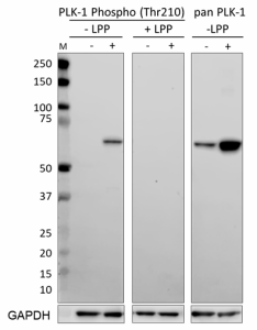 PhosphoPair_PLK-1_Antibody_Set_081120.png