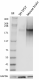 a. Poly28226_PURE_NF-H_Antibody_050922