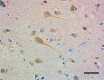 Poly28606_PURE_CAMLG_Antibody_2_071619_updated