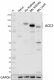 Poly5270_LEAF_ACE2_Antibody_2_011422