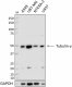 1-Poly6209_Pure_Tubulin-gamma_Antibody_1_012419
