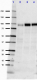 Posynaptic_Antibody_Sampler_Kit_6_111518