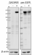 QA19A93_PURE_EGFR_Phospho_Tyr845_Antibody_020221