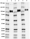 Recombinant_Protein_APP770_012519_updated.png