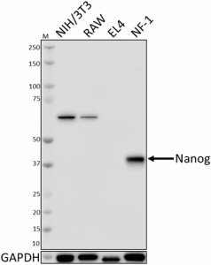 1_SER211_PURE_Nanog_Antibody_WB_112818