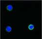 SK7_Biotin_CD3_Antibody_IF_100412