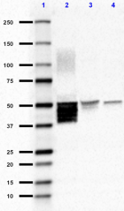 SMI-23_Purified_GFAP_Antibody_3_101618