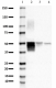 SMI-24_Ascites_GFAP_Antibody_WB_010220.png