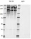 SMI-31_HRP_Neurofilament_H_Phospho_Antibody_WB_072417_updated