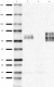 SMI-51_Purified_Tau-95-108_Antibody_1_011019