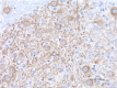 SMI-52_Pure_MAP2_Antibody_3_060118
