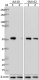 3-SMI-62_Tubulin_beta-3_Polymerized_Antibody_WB_060118