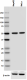 2-SMI-62_Tubulin_beta-3_Polymerized_Antibody_WB_120417