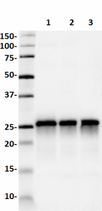 SMI-81_HRP_SNAP-25_Antibody_WB_121217