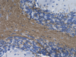 SMI9-4_Pure_Myelin-Basic-Protein_Antibody_3_123118
