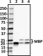 SMI-99_HRP_MBP_Antibody_1_062119